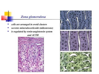 Zona glomerulosa
 cells are arranged in ovoid clusters
 secretes mineralocorticoids (aldosterone)
 is regulated by renin-angiotensin system
and ACTH
 