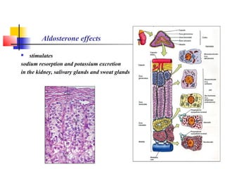 Aldosterone effects
 stimulates
sodium resorption and potassium excretion
in the kidney, salivary glands and sweat glands
 
