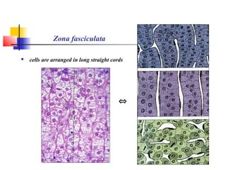 Zona fasciculata
 cells are arranged in long straight cords
⇔
 