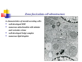 Zona fasciculata cell ultrastructure
is characteristics of steroid-secreting cells:
 well-developed SER
 numerous mitochondria with tubular
and vesicular cristae
 well-developed Golgi complex
 numerous lipid droplets
 