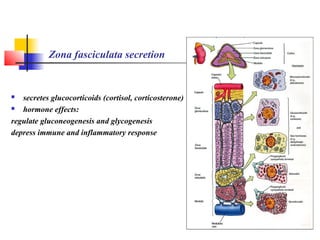 Zona fasciculata secretion
 secretes glucocorticoids (cortisol, corticosterone)
 hormone effects:
regulate gluconeogenesis and glycogenesis
depress immune and inflammatory response
 