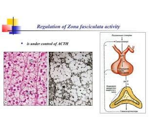 Regulation of Zona fasciculata activity
 is under control of ACTH
 