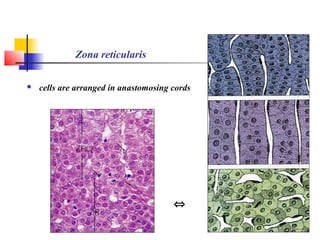 Zona reticularis
 cells are arranged in anastomosing cords
⇔
 