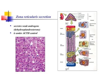 Zona reticularis secretion
 secretes weak androgens
(dehydroepiandrosterone)
 is under ACTH control
 