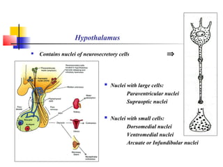 Hypothalamus
 Contains nuclei of neurosecretory cells
 Nuclei with large cells:
Paraventricular nuclei
Supraoptic nuclei
 Nuclei with small cells:
Dorsomedial nuclei
Ventromedial nuclei
Arcuate or Infundibular nuclei
⇒
 