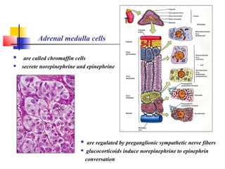Adrenal medulla cells
 are called chromaffin cells
 secrete norepinephrine and epinephrine
 are regulated by preganglionic sympathetic nerve fibers
 glucocorticoids induce norepinephrine to epinephrin
conversation
 