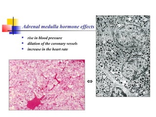 Adrenal medulla hormone effects
 rise in blood pressure
 dilation of the coronary vessels
 increase in the heart rate
⇔
 