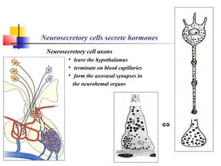 Neurosecretory cells secrete hormones
Neurosecretory cell axons

leave the hypothalamus

terminate on blood capillaries

form the axovasal synapses in
the neurohemal organs
⇔
 