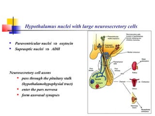 Hypothalamus nuclei with large neurosecretory cells
 Paraventricular nuclei ⇒ oxytocin
 Supraoptic nuclei ⇒ ADH
Neurosecretory cell axons
 pass through the pituitary stalk
(hypothalamohypophysial tract)
 enter the pars nervosa
 form axovasal synapses
 