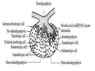 Endocrine Organs and their physiological functions in fishes by B.pptx