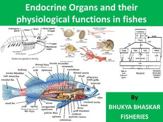 Endocrine Organs and their
physiological functions in fishes
By
BHUKYA BHASKAR
FISHERIES
 