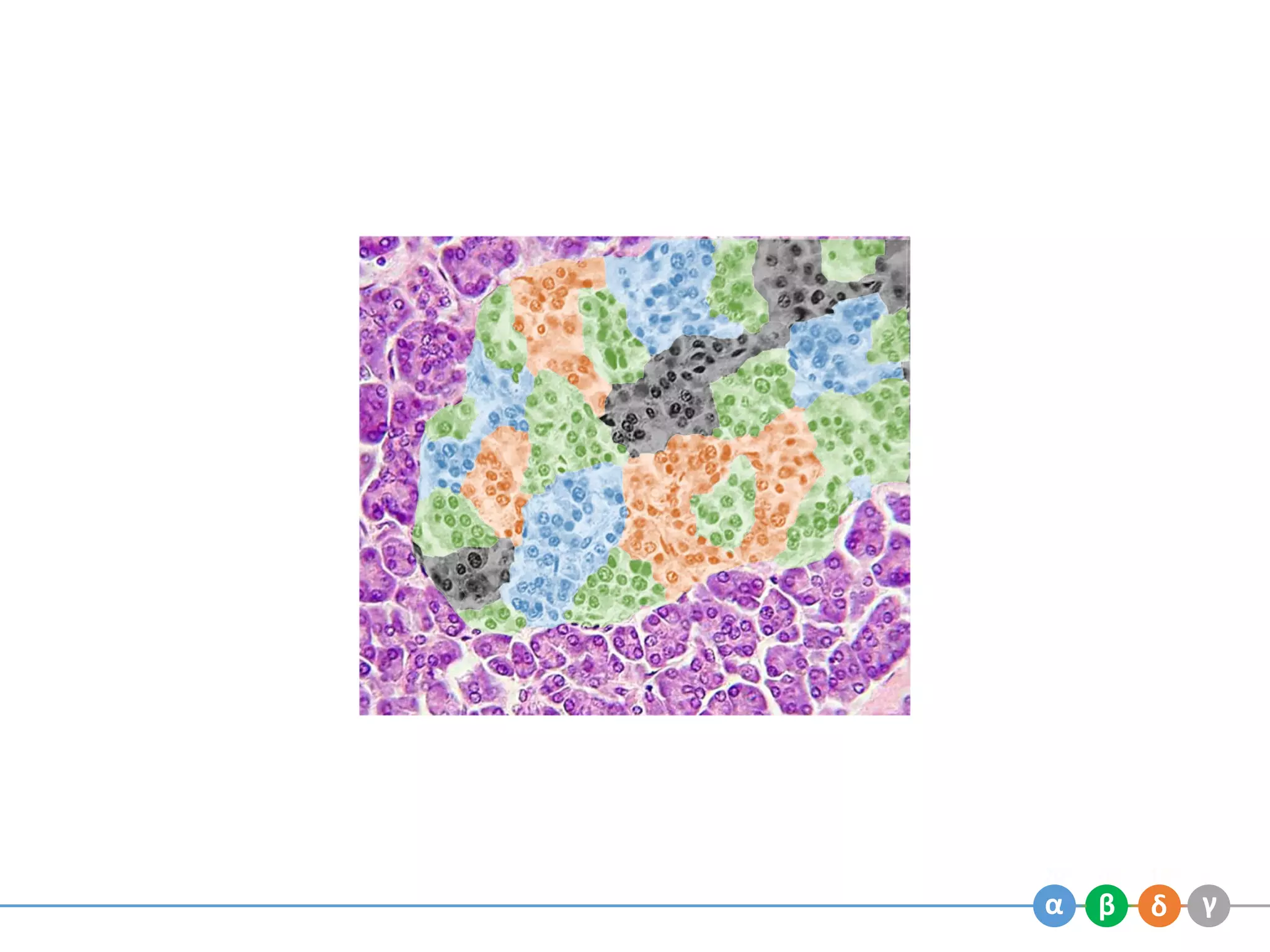 Endocrine pancreas | PDF