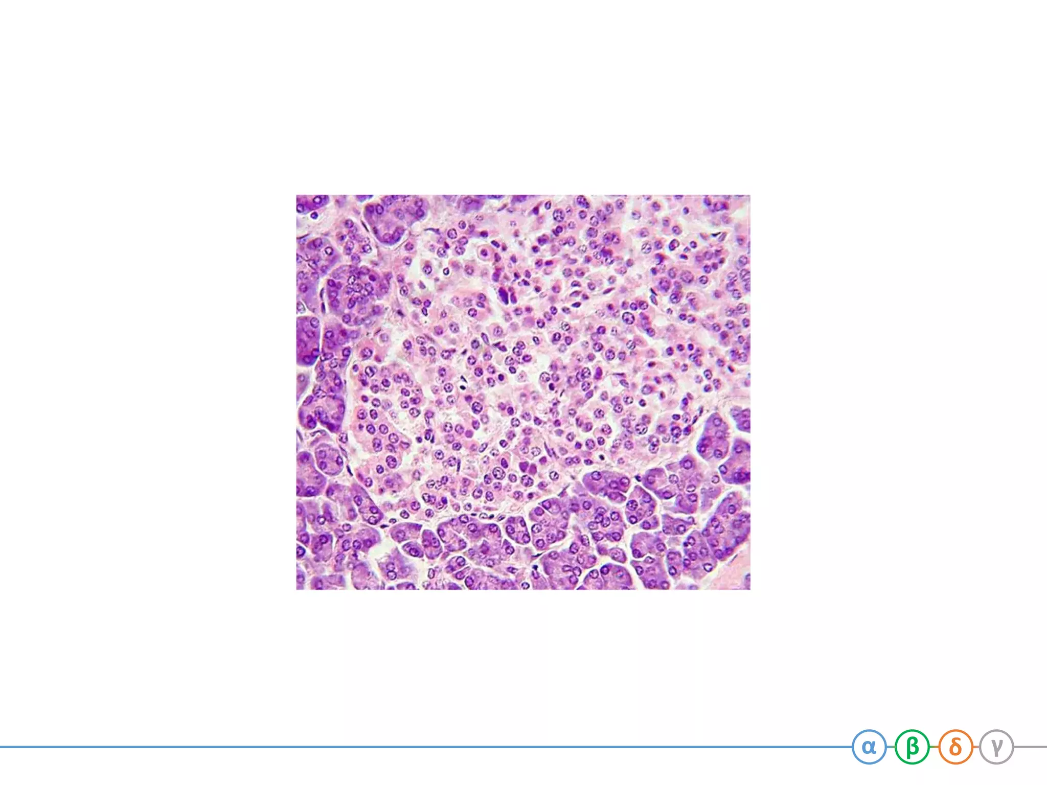Endocrine pancreas | PDF