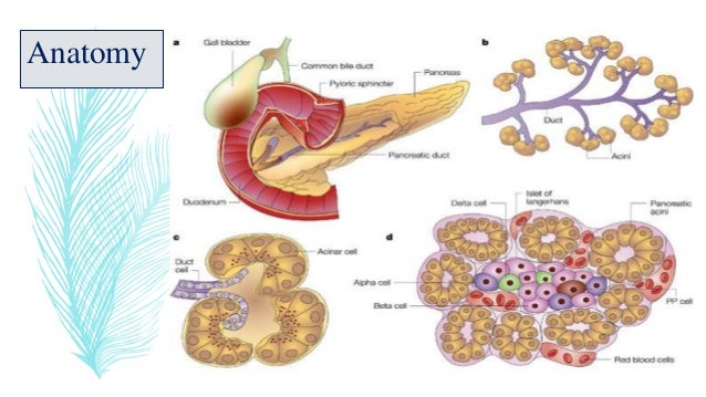 Endocrine pancreas by naveen angamuthu