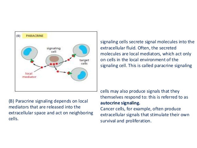 Endocrine, paracrine, autocrine signalling