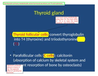 Thyroid gland
• Thyroid follicular cells: convert thyroglobulin
into T4 (thyroxine) and triiodothyronine
(T3)
• Parafollicular cells (C cells): calcitonin
(absorption of calcium by skeletal system and
prevent resorption of bone by osteoclasts)
T3 is much more metabolically
active than T4. The main effect
of T3 is to raise the basal
metabolic rate of the body.
Calcitonin conserves
calcium in bone. It
has the opposite
effect of parathyroid
hormone.
The thyroid's primary metabolically active hormonal secretions are T3 and calcitonin.
 