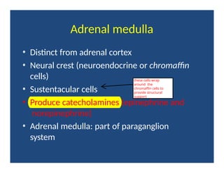 Adrenal medulla
• Distinct from adrenal cortex
• Neural crest (neuroendocrine or chromaffin
cells)
• Sustentacular cells
• Produce catecholamines (epinephrine and
norepinephrine)
• Adrenal medulla: part of paraganglion
system
these cells wrap
around the
chromaffin cells to
provide structural
support
 