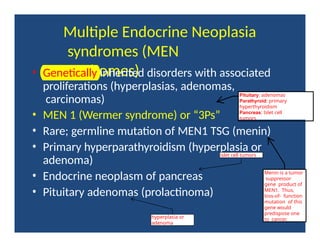 Multiple Endocrine Neoplasia
syndromes (MEN
syndromes)
• Genetically inherited disorders with associated
proliferations (hyperplasias, adenomas,
carcinomas)
• MEN 1 (Wermer syndrome) or “3Ps”
• Rare; germline mutation of MEN1 TSG (menin)
• Primary hyperparathyroidism (hyperplasia or
adenoma)
• Endocrine neoplasm of pancreas
• Pituitary adenomas (prolactinoma)
Pituitary: adenomas
Parathyroid: primary
hyperthyroidism
Pancreas: Islet cell
tumors
islet cell tumors
hyperplasia or
adenoma
Menin is a tumor
suppressor
gene product of
MEN1. Thus,
loss-of- function
mutation of this
gene would
predispose one
to cancer.
 