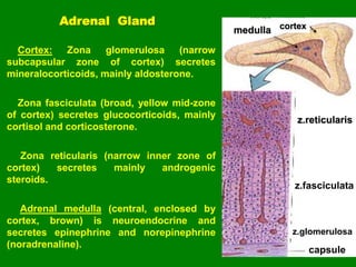 Endocrine peripheral function in the body | PDF