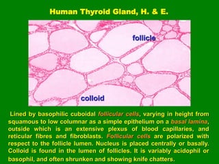Endocrine peripheral function in the body | PDF