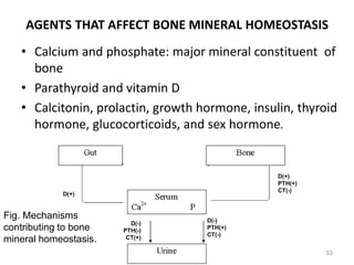 AGENTS THAT AFFECT BONE MINERAL HOMEOSTASIS
• Calcium and phosphate: major mineral constituent of
bone
• Parathyroid and vitamin D
• Calcitonin, prolactin, growth hormone, insulin, thyroid
hormone, glucocorticoids, and sex hormone.
D(-)
PTH(+)
CT(-)
D(-)
PTH(-)
CT(+)
D(+)
PTH(+)
CT(-)
D(+)
Fig. Mechanisms
contributing to bone
mineral homeostasis.
53
 