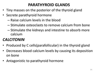 PARATHYROID GLANDS
• Tiny masses on the posterior of the thyroid gland
• Secrete parathyroid hormone
– Raise calcium levels in the blood
– Stimulate osteoclasts to remove calcium from bone
– Stimulate the kidneys and intestine to absorb more
calcium
CALCITONIN
• Produced by C cells(parafollicular) in the thyroid gland
• Decreases blood calcium levels by causing its deposition
on bone
• Antagonistic to parathyroid hormone
54
 
