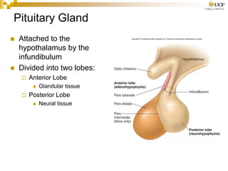 Endocrine physiology | PPTX