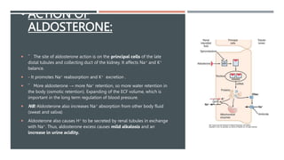• ACTION OF
ALDOSTERONE:
 ¯ The site of aldosterone action is on the principal cells of the late
distal tubules and collecting duct of the kidney. It affects Na+ and K+
balance.
 - It promotes Na+ reabsorption and K+ excretion .
 ¯ More aldosterone → more Na+ retention, so more water retention in
the body (osmotic retention). Expanding of the ECF volume, which is
important in the long term regulation of blood pressure.
 NB: Aldosterone also increases Na+ absorption from other body fluid
(sweat and saliva)
 Aldosterone also causes H+ to be secreted by renal tubules in exchange
with Na+. Thus, aldosterone excess causes mild alkalosis and an
increase in urine acidity.
 