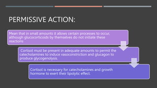 PERMISSIVE ACTION:
Mean that in small amounts it allows certain processes to occur,
although glucocorticoids by themselves do not initiate these
reactions
Cortisol must be present in adequate amounts to permit the
catecholamines to induce vasoconstriction and glucagon to
produce glycogenolysis.
Cortisol is necessary for catecholamines and growth
hormone to exert their lipolytic effect.
 