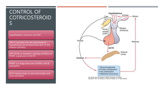 CONTROL OF
COTRICOSTEROID
S
Hypothalamic control is via CRH
CRH is secreted into the hypothalamic-
hypophyseal portal blood and sent to the
anterior pituitary
CRH binds to receptors causing synthesis of
POMC a precursor of ACTH
POMC is a large precursor of MSH, and β-
endorphin
ACTH being tropic to zona fasciculata and
zona reticularis
 