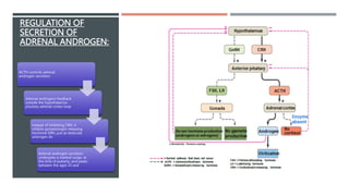REGULATION OF
SECRETION OF
ADRENAL ANDROGEN:
ACTH controls adrenal
androgen secretion
Adrenal androgens feedback
outside the hypothalamus
pituitary adrenal cortex loop
Instead of inhibiting CRH, it
inhibits gonadotropin releasing
hormone GRH, just as testicular
androgen do
Adrenal androgen secretion
undergoes a marked surge, at
the time of puberty, and peaks
between the ages 25 and
 