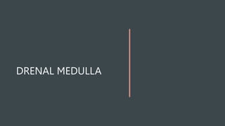 DRENAL MEDULLA
 