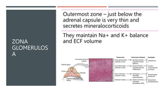 ZONA
GLOMERULOS
A
Outermost zone – just below the
adrenal capsule is very thin and
secretes mineralocorticoids
They maintain Na+ and K+ balance
and ECF volume
 