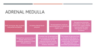 ADRENAL MEDULLA
Both hormones also increase
myocardial excitability
Increase arterial blood
pressure
Norepinephrine produces
vasoconstriction in almost all
organs via a1
Epinephrine promotes
vasodilation of the blood
vessels that supply skeletal
muscle and the heart
through β2 receptor
activation
Epinephrine constricts blood
vessels which have α-
adrenergic receptors in their
smooth muscle
A central role of epinephrine
is to increase the availability
of metabolites for the
intensive physical activity
involved in the acute stress
situation described
The release of glucose from
the liver to the blood is
increased by epinephrine in
several ways: it increases
glycogenolysis, and
stimulates gluconeogenesis
 