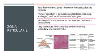 ZONA
RETICULARIS:
It is the innermost zone – between the fasciculata and
medulla
Primary secretion is dehydroepiandrosterone (adrenal
androgen), and small amounts of estrogen.
Androgenic hormones are as the male sex hormone –
testosterone
they contribute to establishing and maintaining
secondary sex characteristic.
 