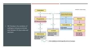  NB: Overlap in the secretions of
androgens and glucocorticoids
exist between the fasciculata and
reticularis
 