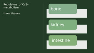 Regulators of Ca2+
metabolism
three tissues
bone
kidney
intestine
 