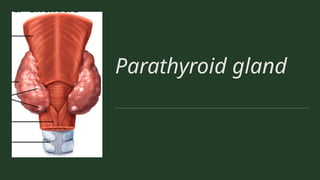 Parathyroid gland
 