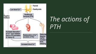 The actions of
PTH
 