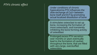 PTH's chronic effect
Under conditions of chronic
hypocalcemia PTH influences the
slow exchange of Ca2+ between
bone itself and ECF by promoting
actual localized dissolution of bone
It stimulates osteoclast to eat up
bone, increasing the formation of
more osteoclasts, and transiently
inhibiting the bone forming activity
of osteoblast
Prolonged excess PTH secretion
over months or years eventually
lead to the formation of cavities
throughout the bone, that are filled
with very large, overstuffed
osteoclasts
 