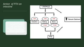 Action of PTH on
intestine
PTH INDIRECTLY
INCREASES BOTH
CA2+ AND PO43-
ABSORPTION FROM THE
SMALL INTESTINE BY
HELPING ACTIVE VITAMIN
D
 