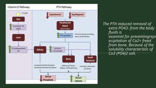 The PTH induced removal of
extra PO43- from the body
fluids is
essential for preventingrepr
ecipitation of Ca2+ freed
from bone. Because of the
solubility characteristic of
Ca3 (PO4)2 salt.
 