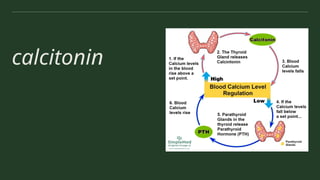 calcitonin
 