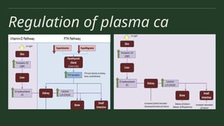 Regulation of plasma ca
 