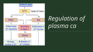 Regulation of
plasma ca
 