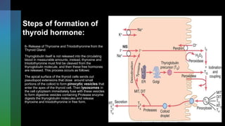 Steps of formation of
thyroid hormone:
6- Release of Thyroxine and Triiodothyronine from the
Thyroid Gland:
Thyroglobulin itself is not released into the circulating
blood in measurable amounts; instead, thyroxine and
triiodothyronine must first be cleaved from the
thyroglobulin molecule, and then these free hormones
are released. This process occurs as follows:
The apical surface of the thyroid cells sends out
pseudopod extensions that close around small
portions of the colloid to form pinocytic vesicles that
enter the apex of the thyroid cell. Then lysosomes in
the cell cytoplasm immediately fuse with these vesicles
to form digestive vesicles containing Protease enzyme
digests the thyroglobulin molecules and release
thyroxine and triiodothyronine in free form.
 