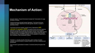 Mechanism of Action:
Genomic Actions: Thyroid Hormones Increase the Transcription of Large
Numbers of Genes
Thyroid Hormones Activate Nuclear Receptors. The thyroid hormone
receptors are either attached to the DNA genetic strands or located in
proximity to them.
The thyroid hormone receptor usually forms a heterodimer with
retinoid X receptor (RXR) at specific thyroid hormone response
elements on the DNA. On binding with thyroid hormone, the receptors
become activated and initiate the transcription process. Then large numbers
of different types of messenger RNA are formed, followed within another
few minutes or hours by RNA translation on the cytoplasmic ribosomes to
form hundreds of new intracellular proteins.
Therefore, in virtually all cells of the body, great numbers of protein
enzymes, structural proteins, transport proteins, and other substances are
synthesized.
The net result is generalized increase in functional activity throughout the
body.
 