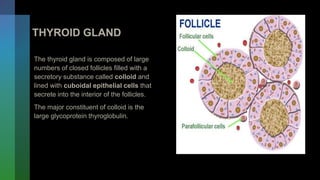 THYROID GLAND
The thyroid gland is composed of large
numbers of closed follicles filled with a
secretory substance called colloid and
lined with cuboidal epithelial cells that
secrete into the interior of the follicles.
The major constituent of colloid is the
large glycoprotein thyroglobulin.
 