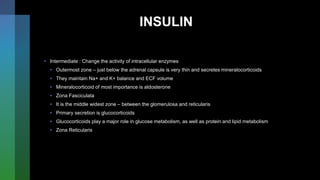 INSULIN
• Intermediate : Change the activity of intracellular enzymes
• Outermost zone – just below the adrenal capsule is very thin and secretes mineralocorticoids
• They maintain Na+ and K+ balance and ECF volume
• Mineralocorticoid of most importance is aldosterone
• Zona Fasciculata
• It is the middle widest zone – between the glomerulosa and reticularis
• Primary secretion is glucocorticoids
• Glucocorticoids play a major role in glucose metabolism, as well as protein and lipid metabolism
• Zona Reticularis
 