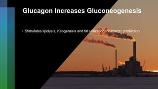 Glucagon Increases Gluconeogenesis
• Stimulates lipolysis, Keogenesis and fat utilization for energy production
 